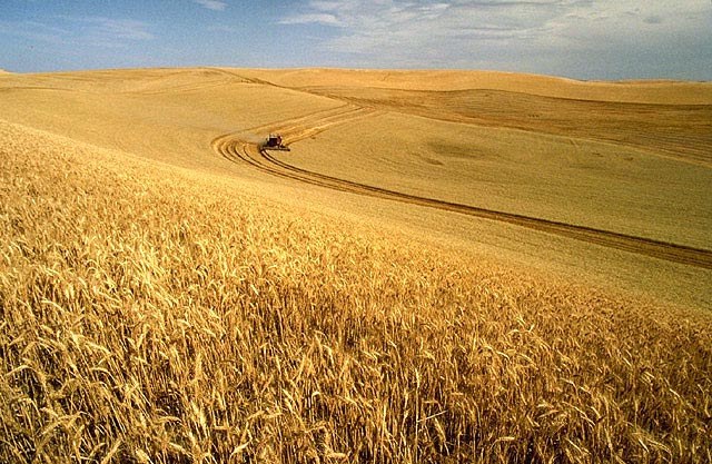 Rural wheat harvest representing Amish country farmland