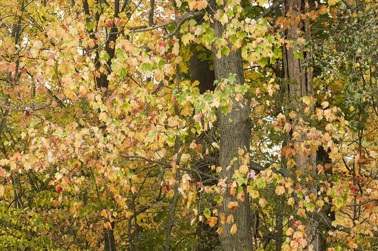 Colorful autumn foliage along a roadway