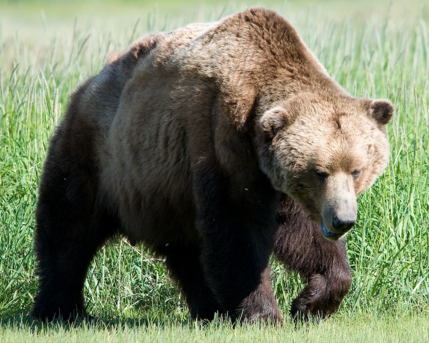 Brown bear in a natural setting