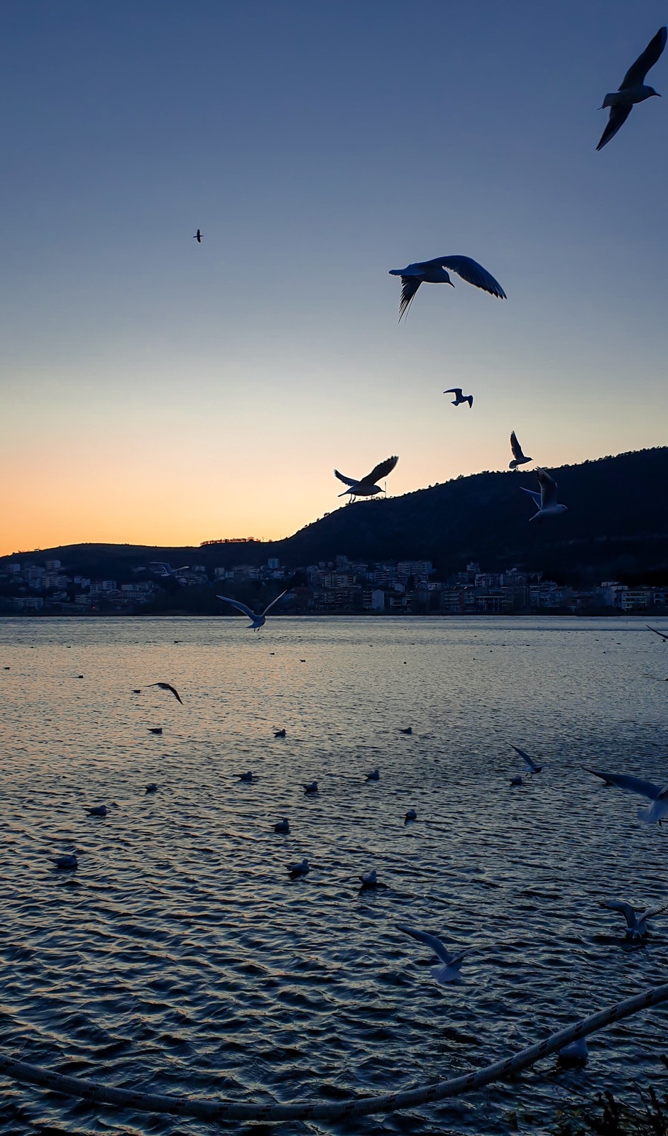 Migrating birds in autumn
