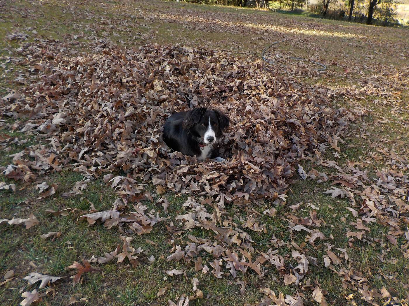 Dog standing in autumn leaves