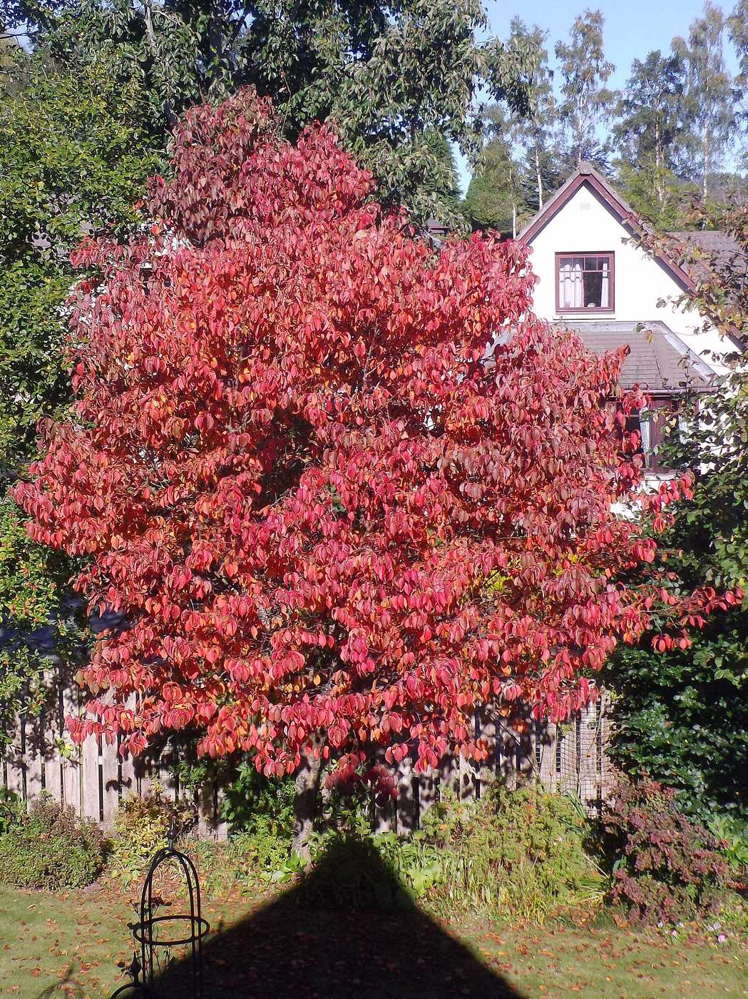'New England' style autumn foliage - geograph.org.uk - 4683039