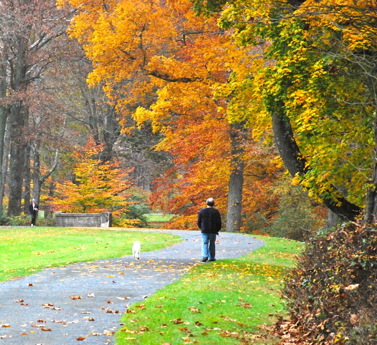 Autumn Foliage in Natirar, New Jersey File 6