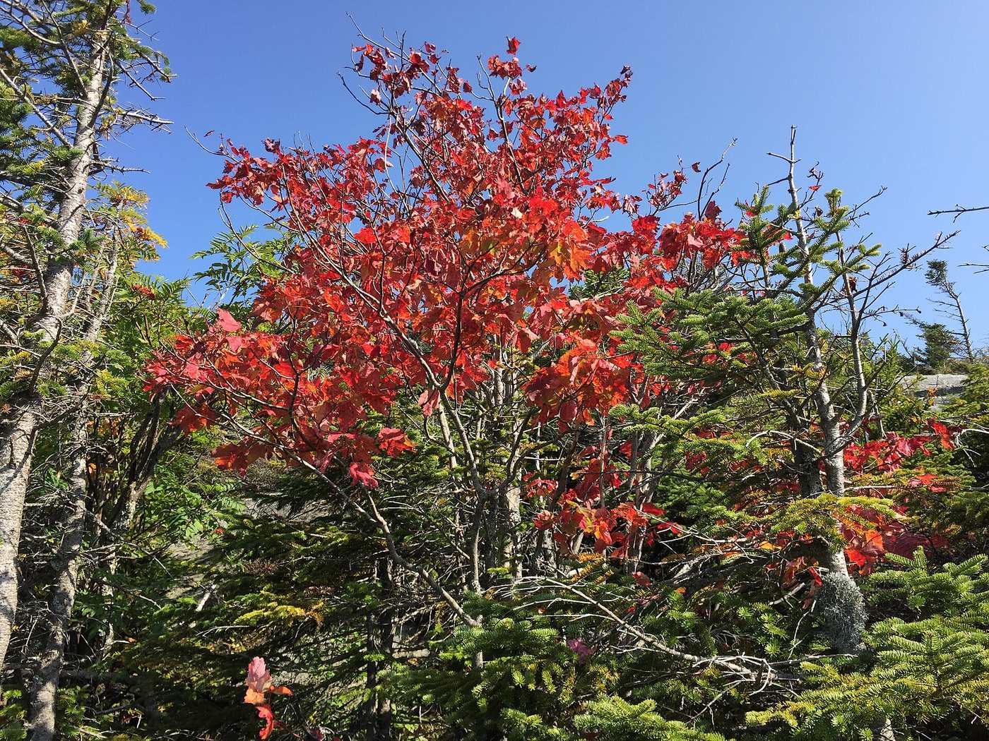 Red maple in early autumn color on Mount Mansfield, Stowe, Vermont