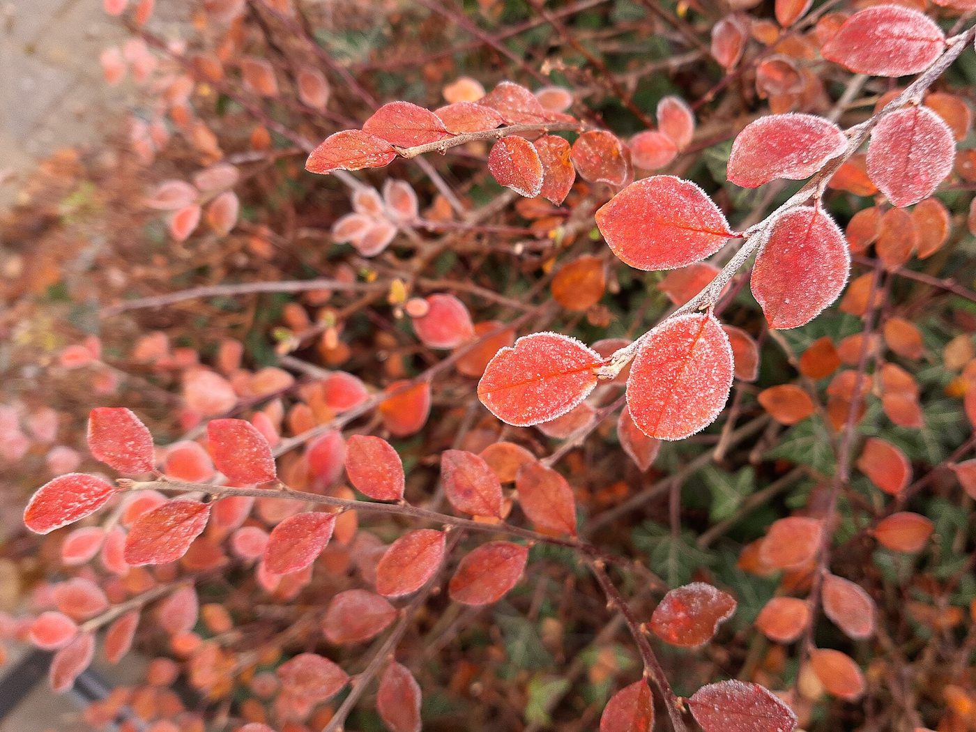 Red leaves covered in frost