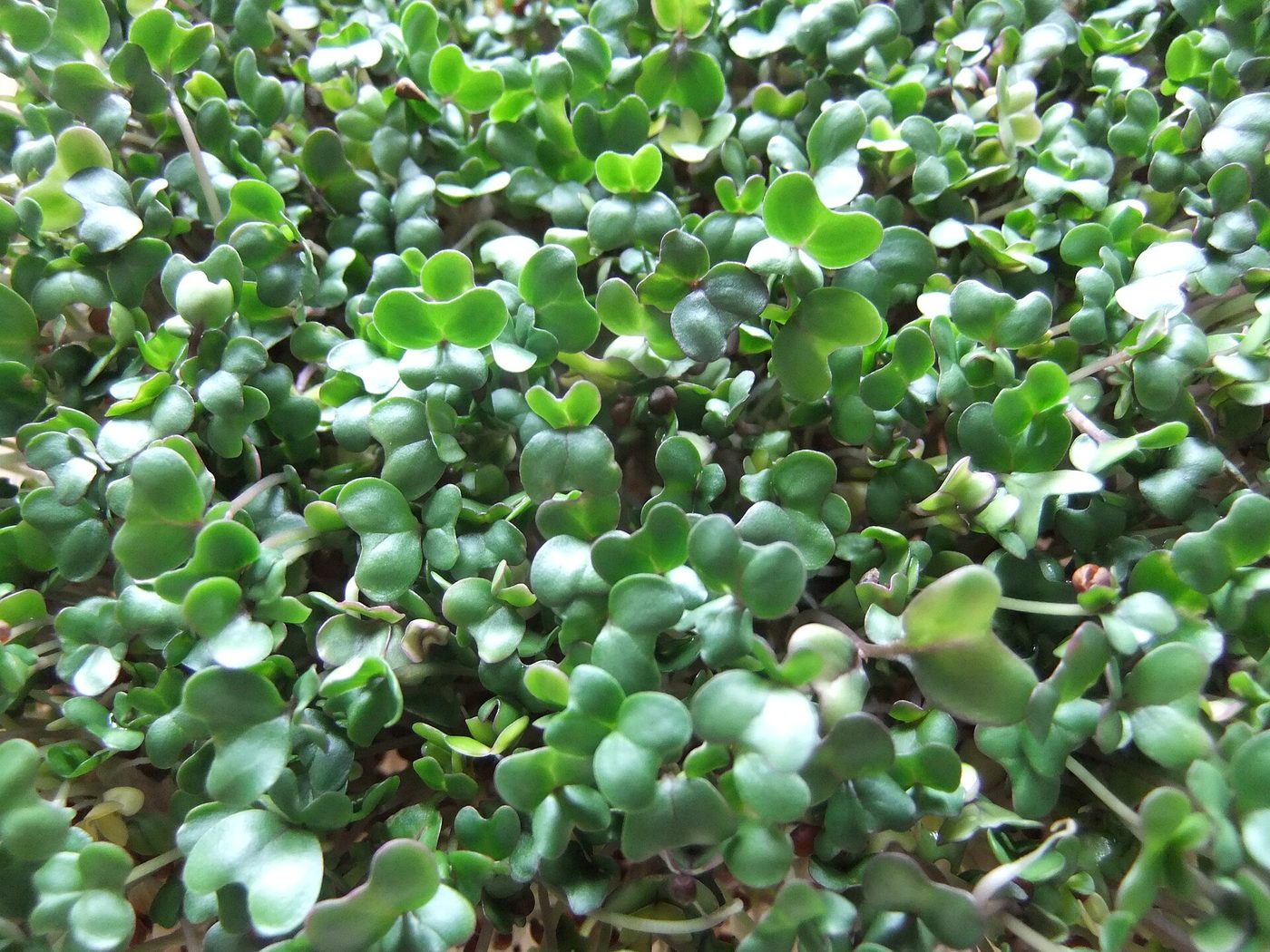 Five-day-old broccoli sprouts