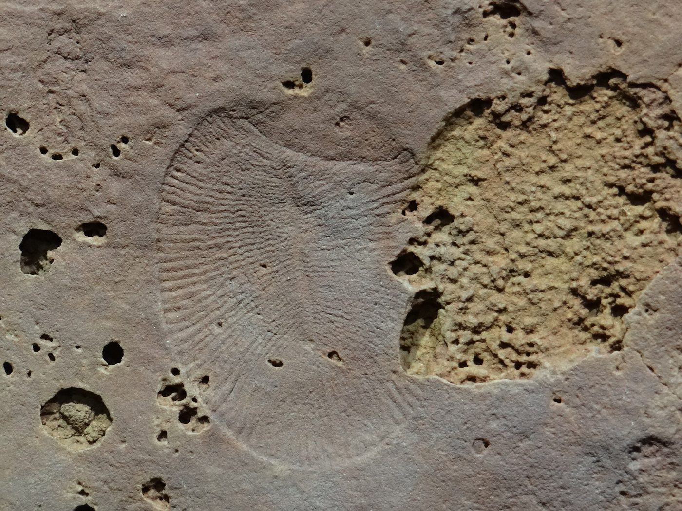 A fossil of Dickinsonia, an Ediacaran organism, from the Flinders Ranges in South Australia