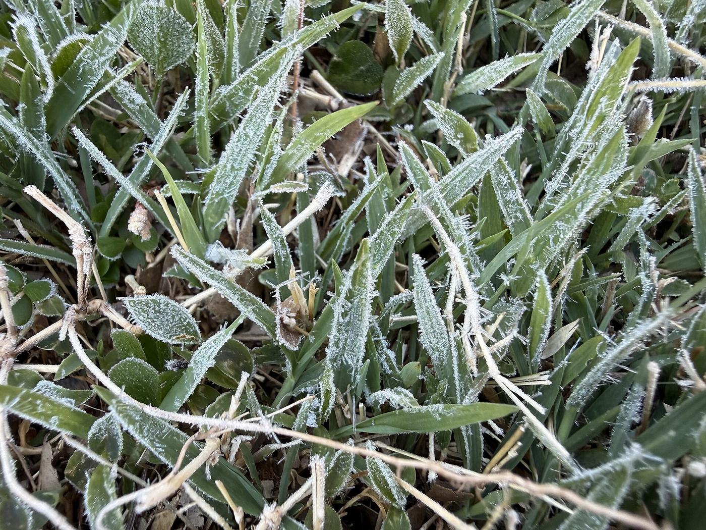 Frost covers grass on a record-cold morning in Ewing Township, New Jersey, in April 2026