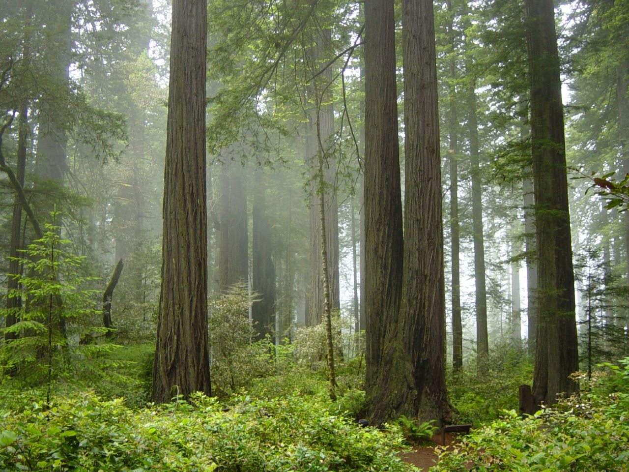 Fog drifts through a coast redwood forest in Redwood National Park, California