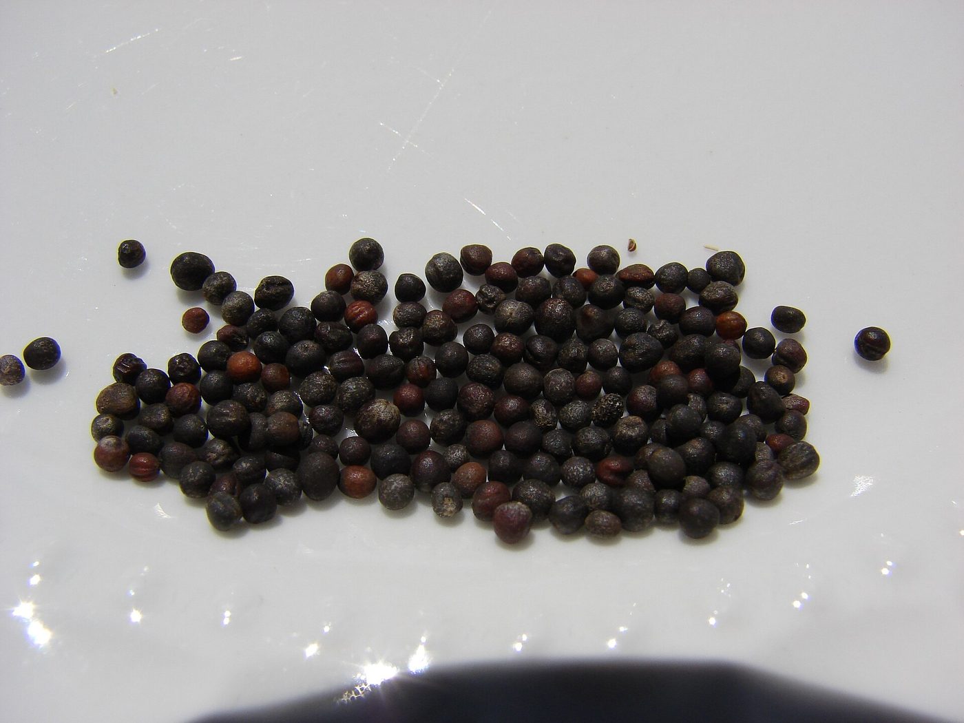Chinese broccoli seeds in Makawao, Maui