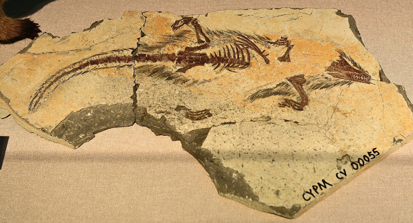 A fossil of Castorocauda lutrasimilis, a Jurassic docodont, at a museum in Chaoyang, China