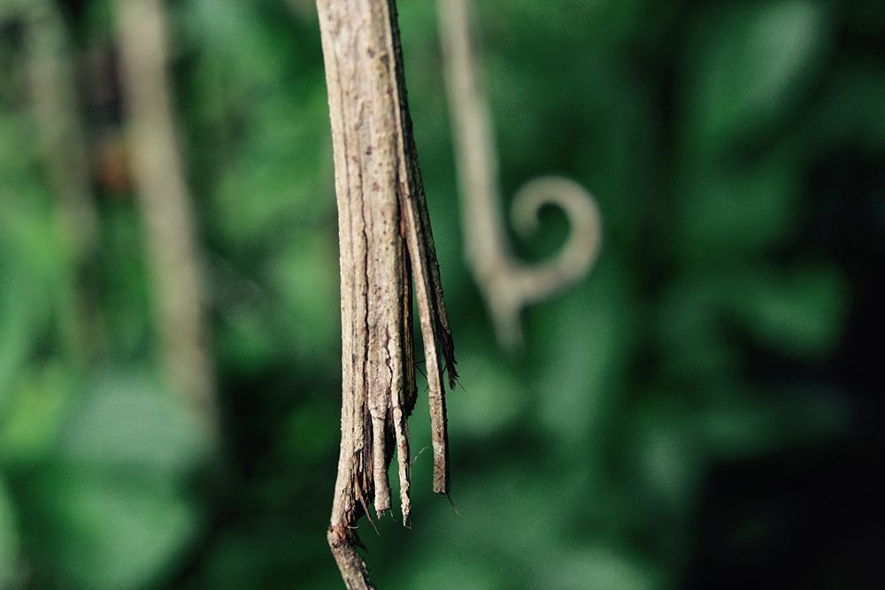 Bark and a curved thorn of cat's claw (Uncaria tomentosa), a plant from the Amazon