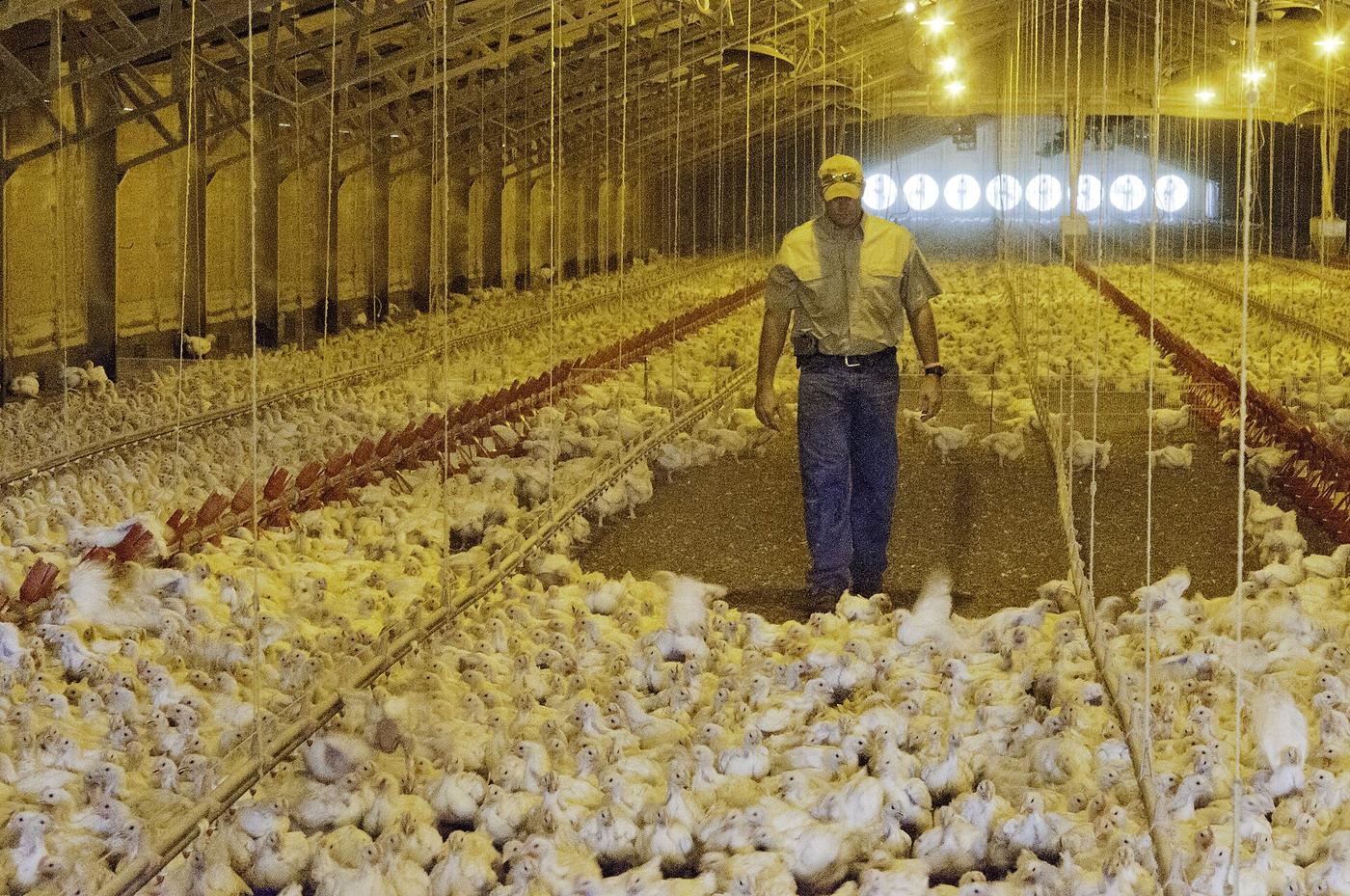 A Texas farmer checks broiler chickens inside a chicken house in 2013