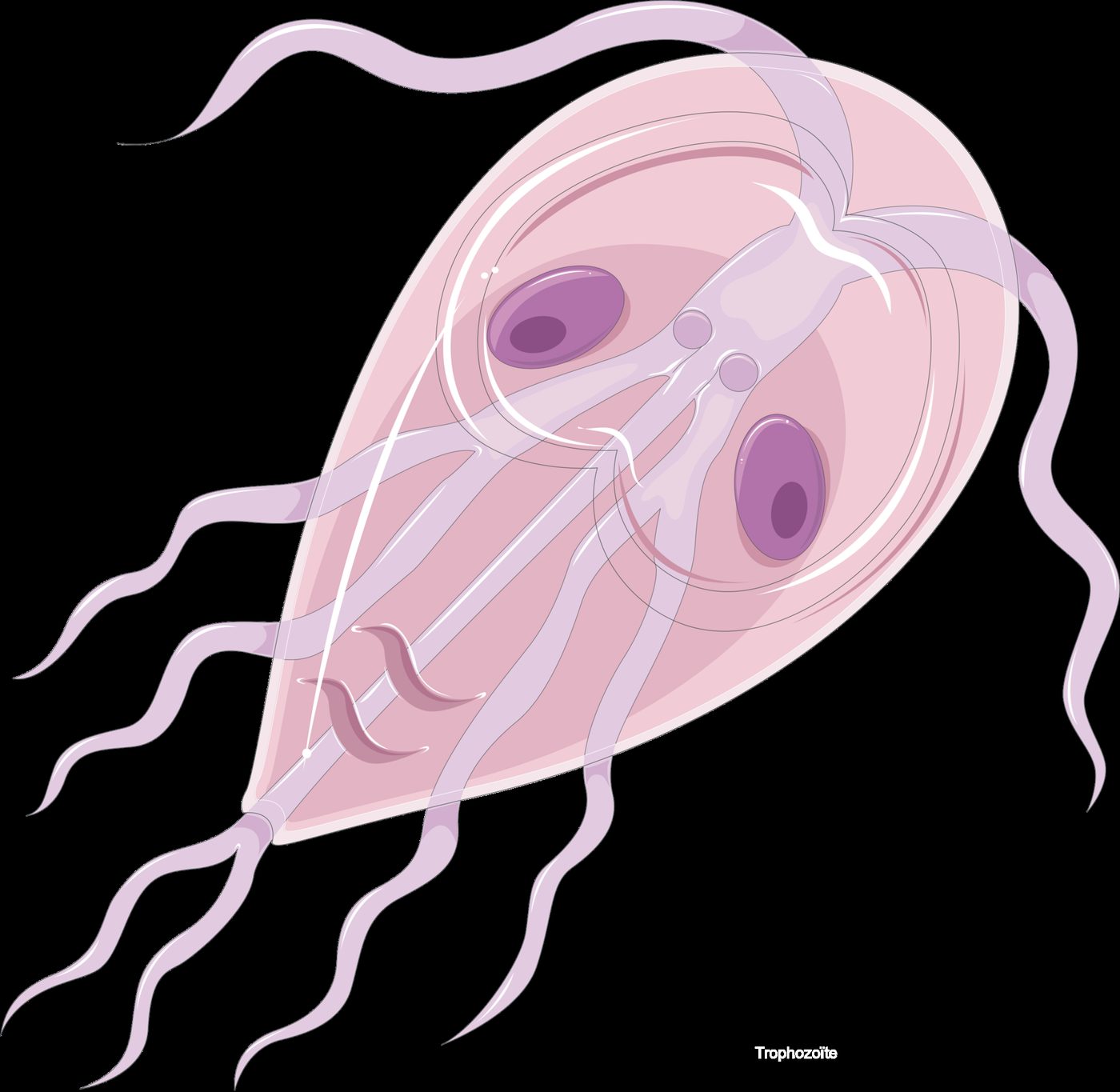 Illustration of a Giardia intestinalis trophozoite, the parasite that causes giardiasis ("beaver fever")