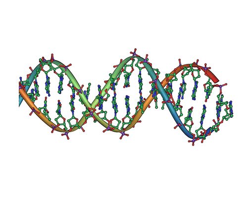Illustration of the DNA double helix