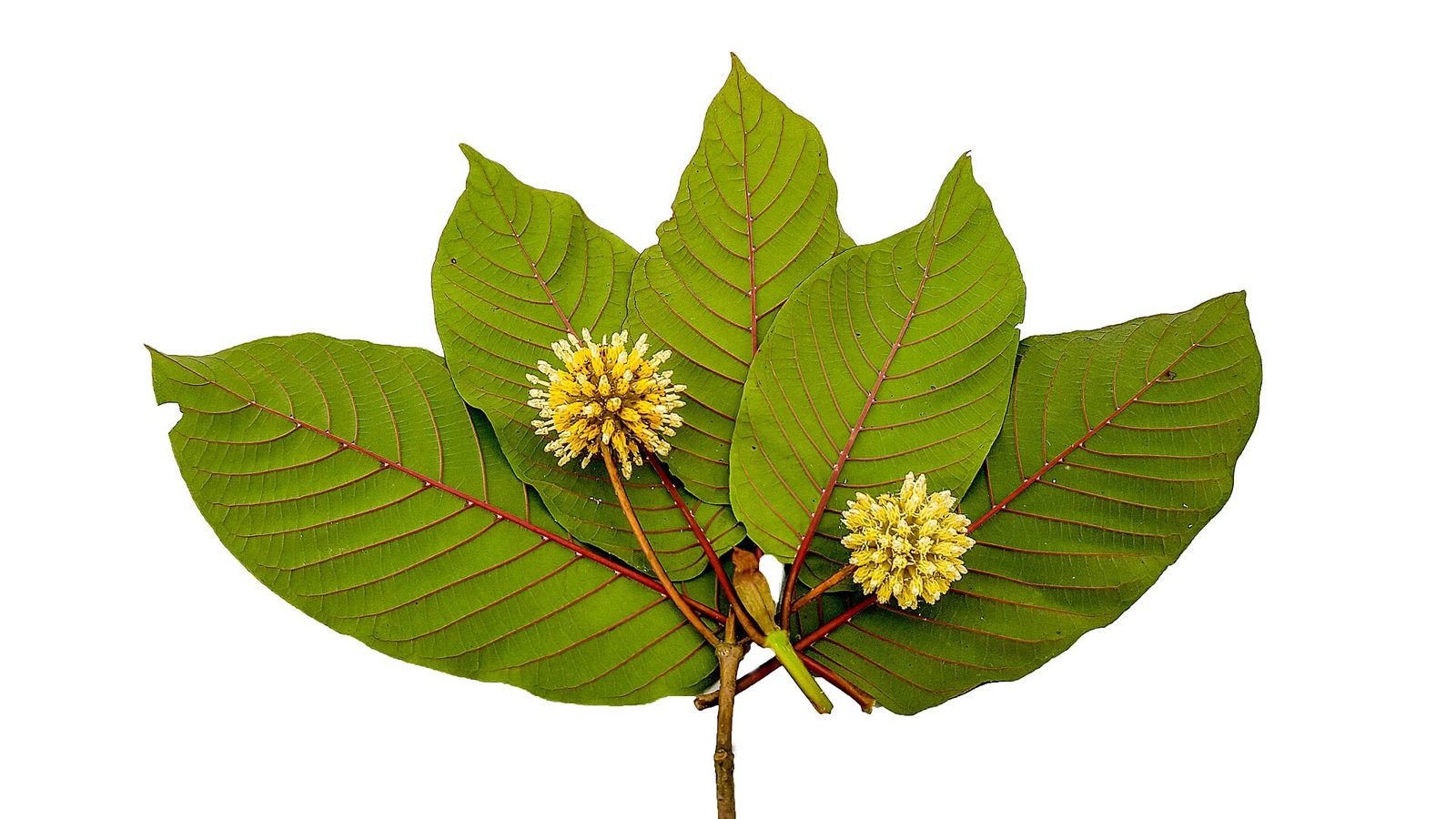 Leaves of the kratom plant