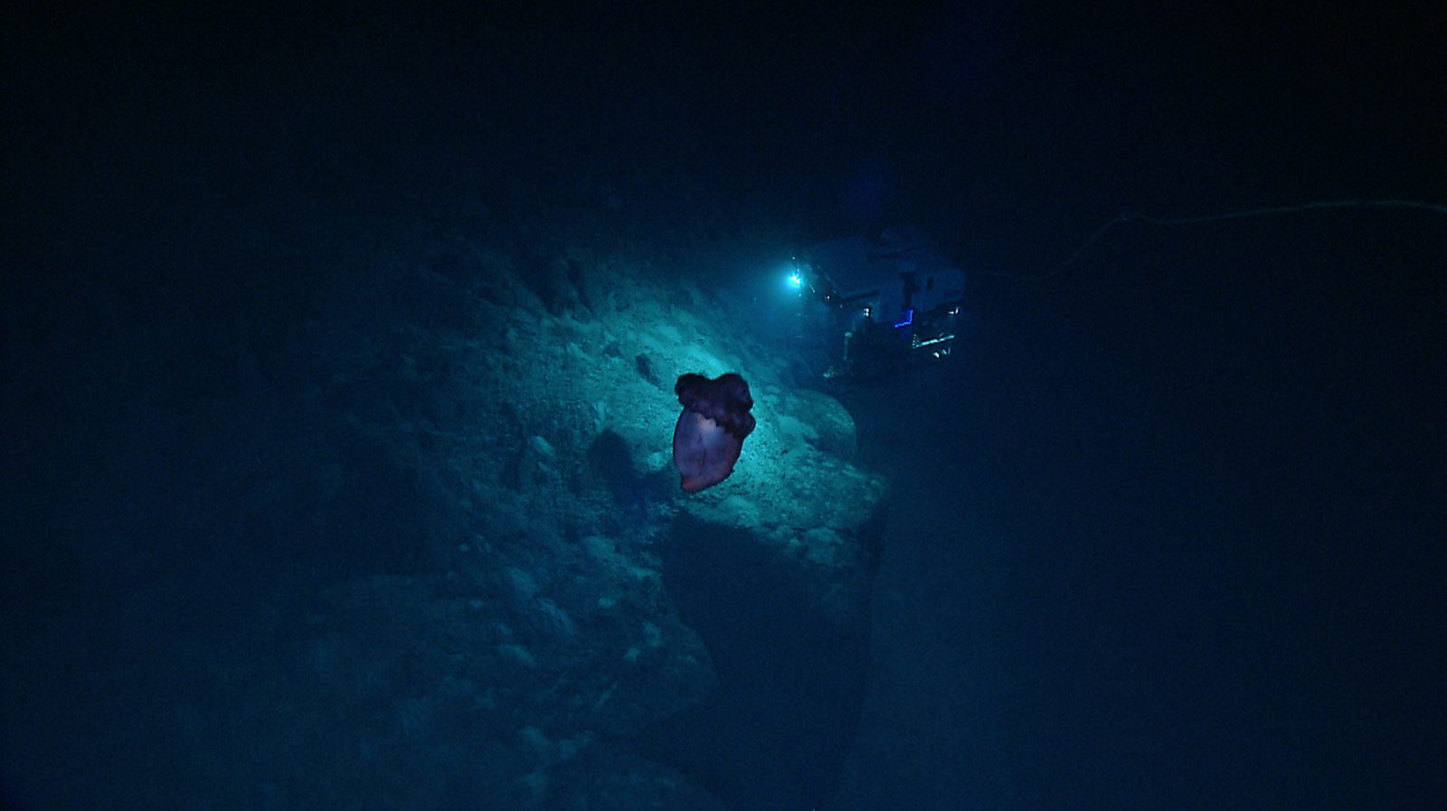 A deep-sea sea cucumber swimming above the seafloor