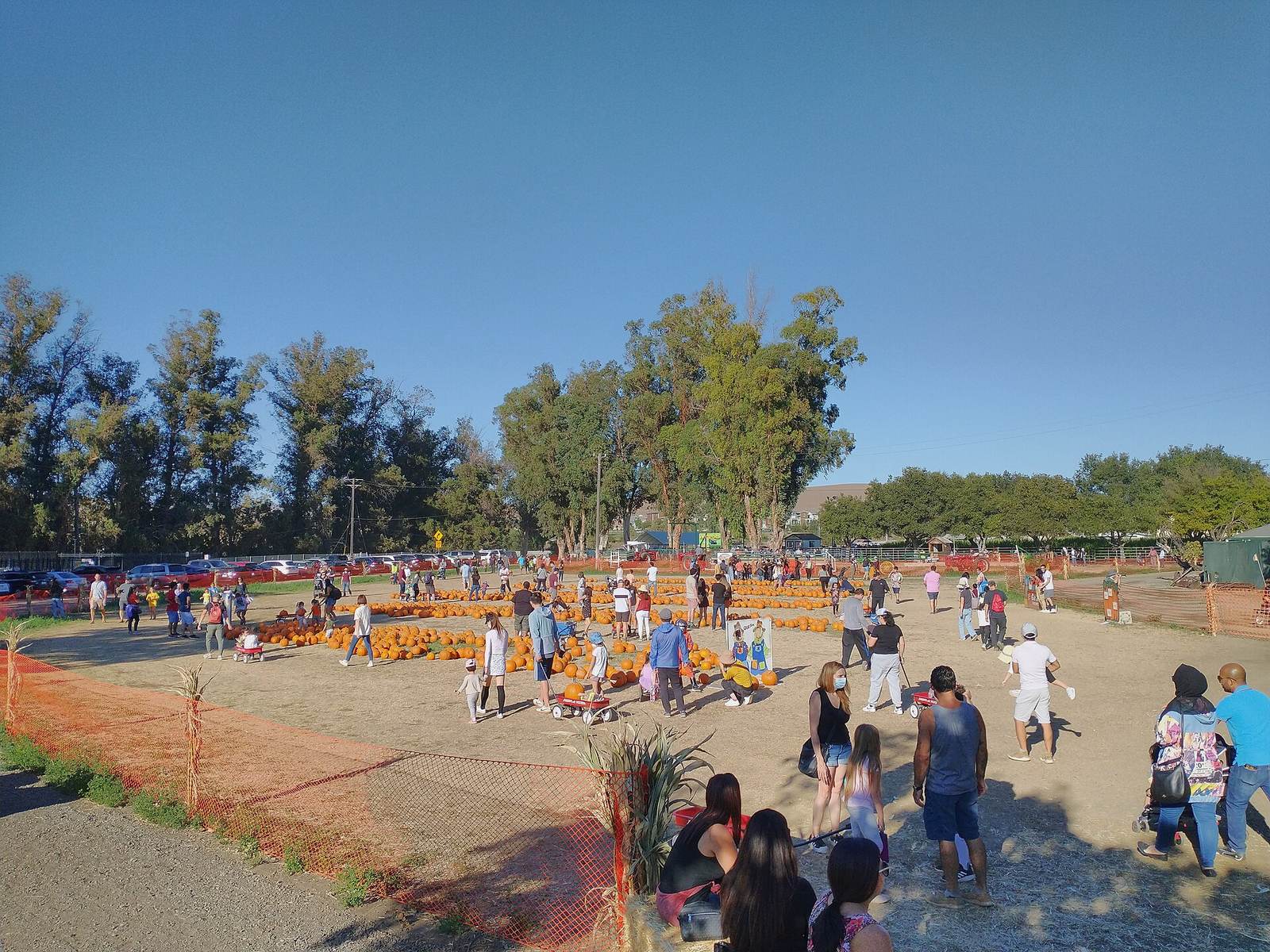 Families pick out pumpkins at a pumpkin patch
