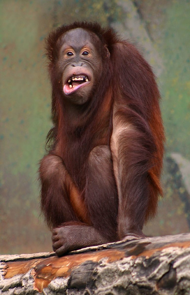 Orangutan in Aalborg Zoo, Denmark