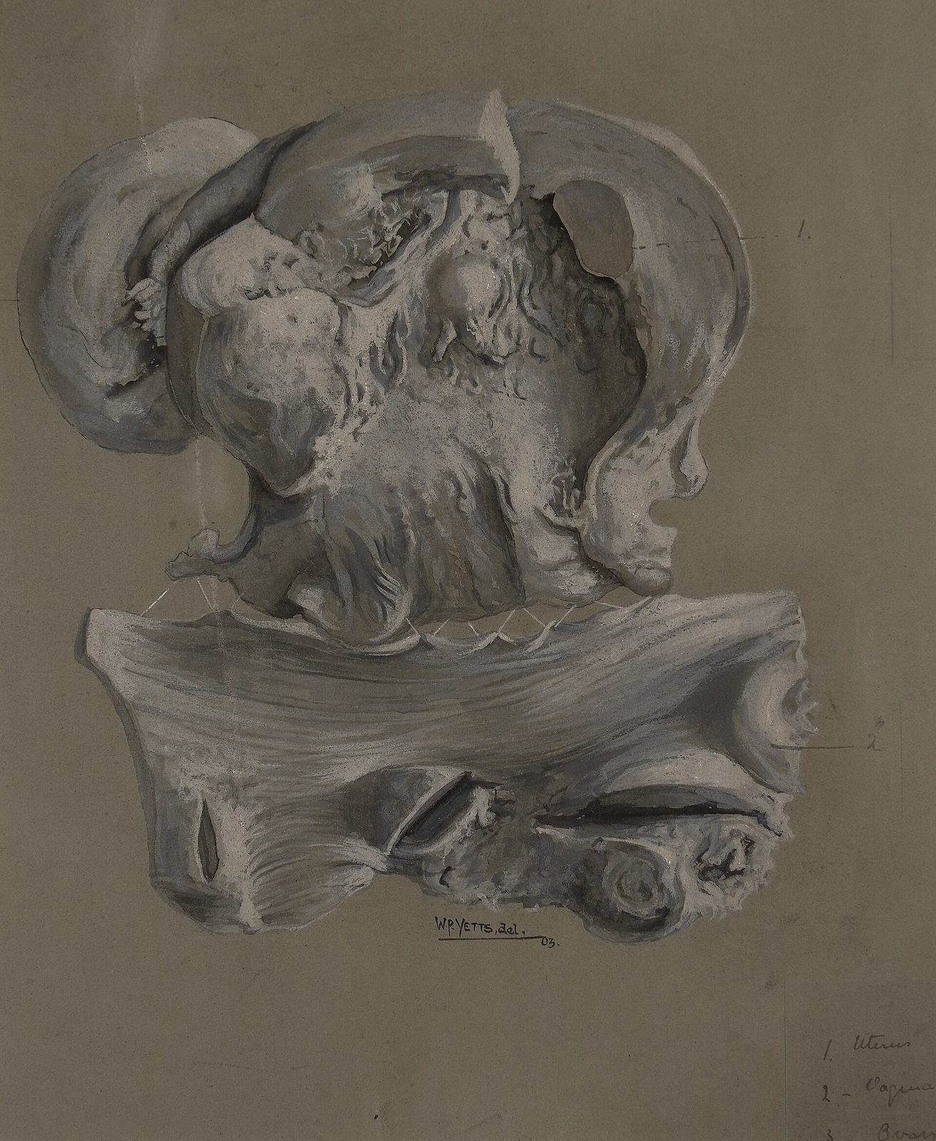 An archival watercolor drawing of a uterus