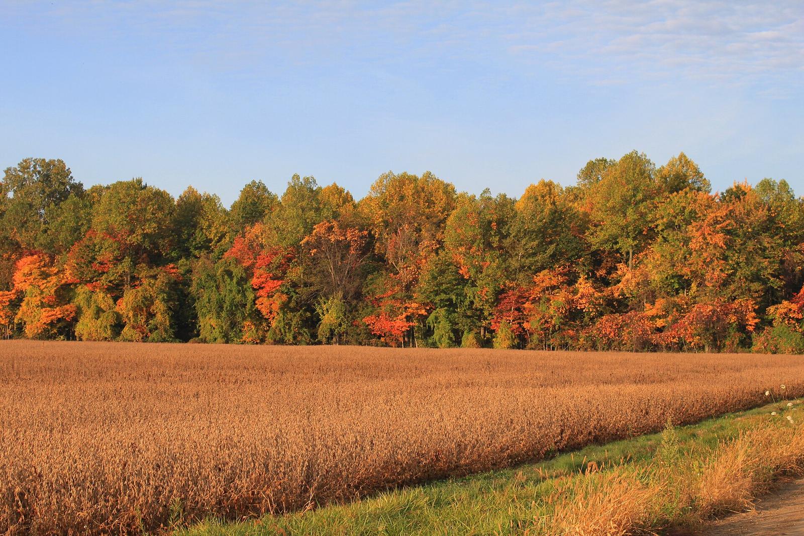Fall foliage beyond a harvested field in Augusta Township, Michigan
