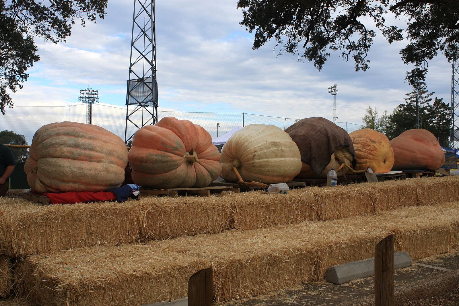 Giant pumpkins lined up on pallets above hay bales at a 2008 weigh-off in Auburn, California