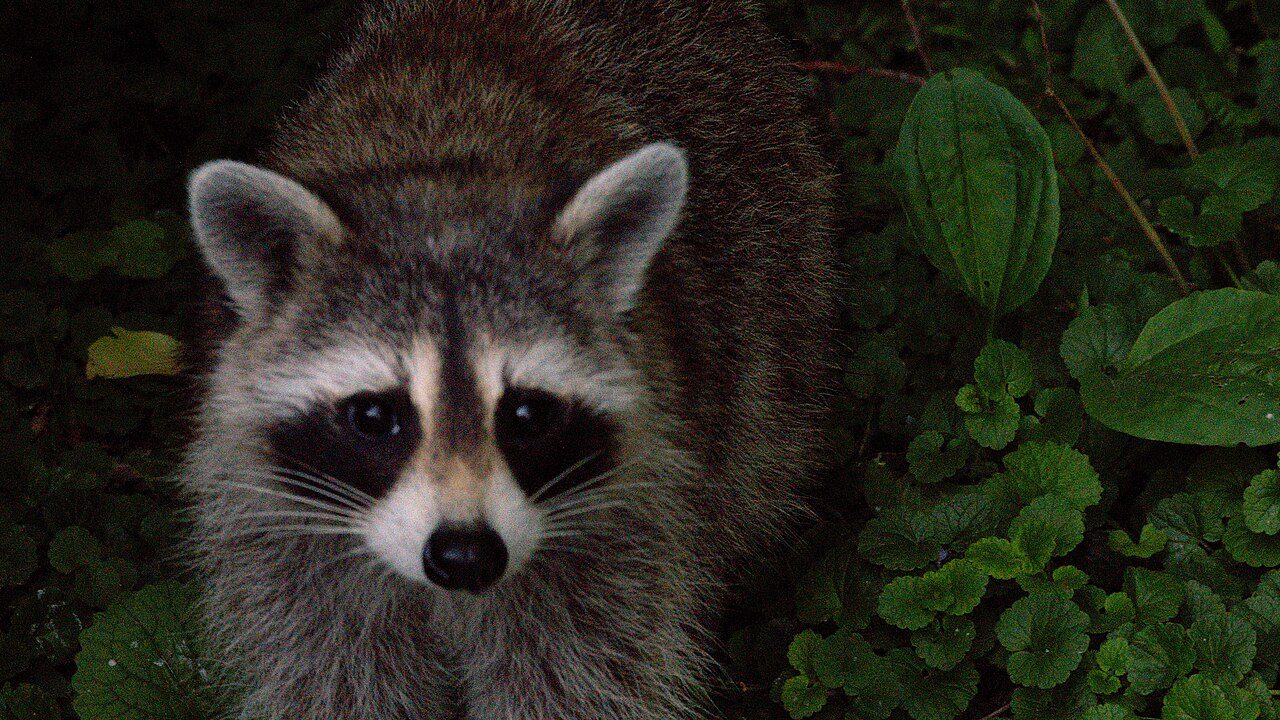 A raccoon peering out from green leaves