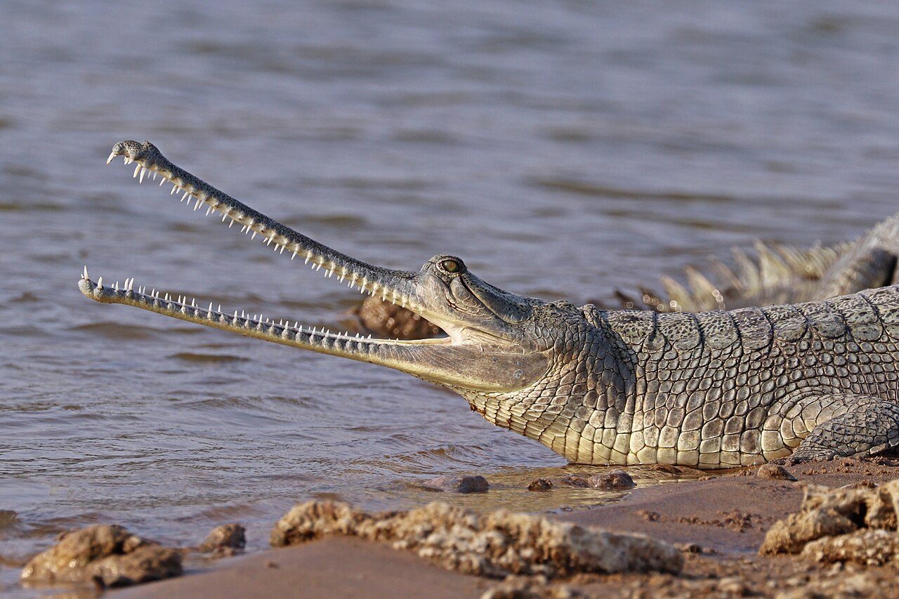 A gharial with a long, thin snout lined with teeth