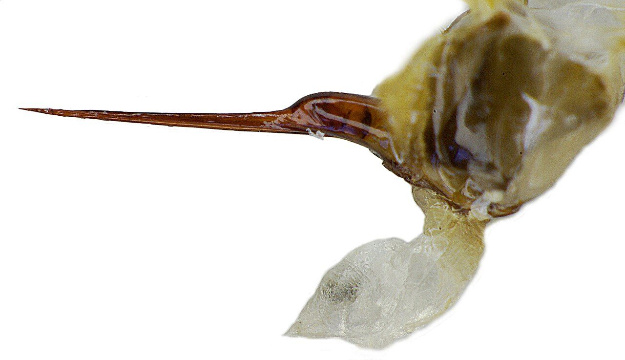 A close-up of a honey bee's barbed stinger