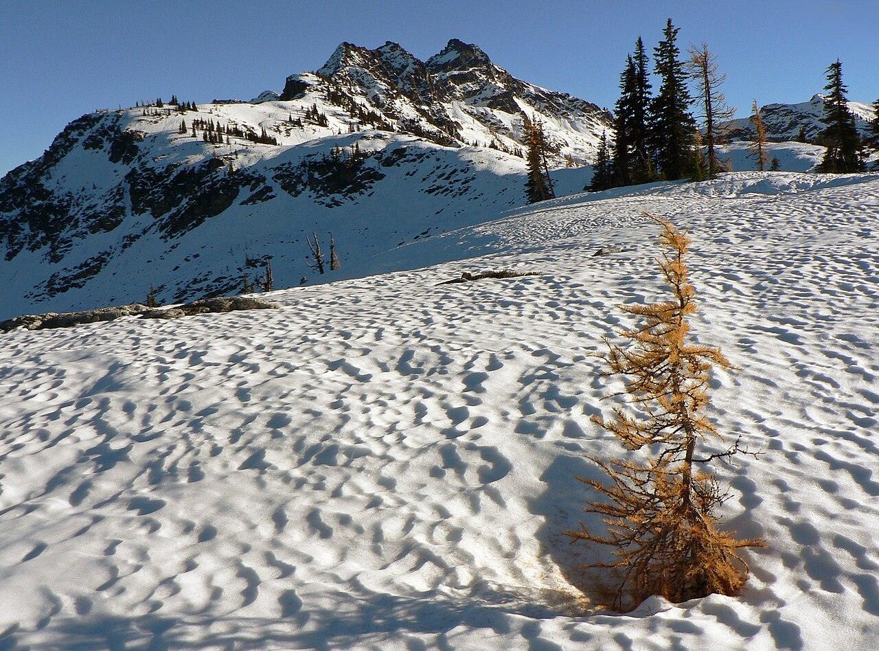 A golden subalpine larch on a snowy mountain slope
