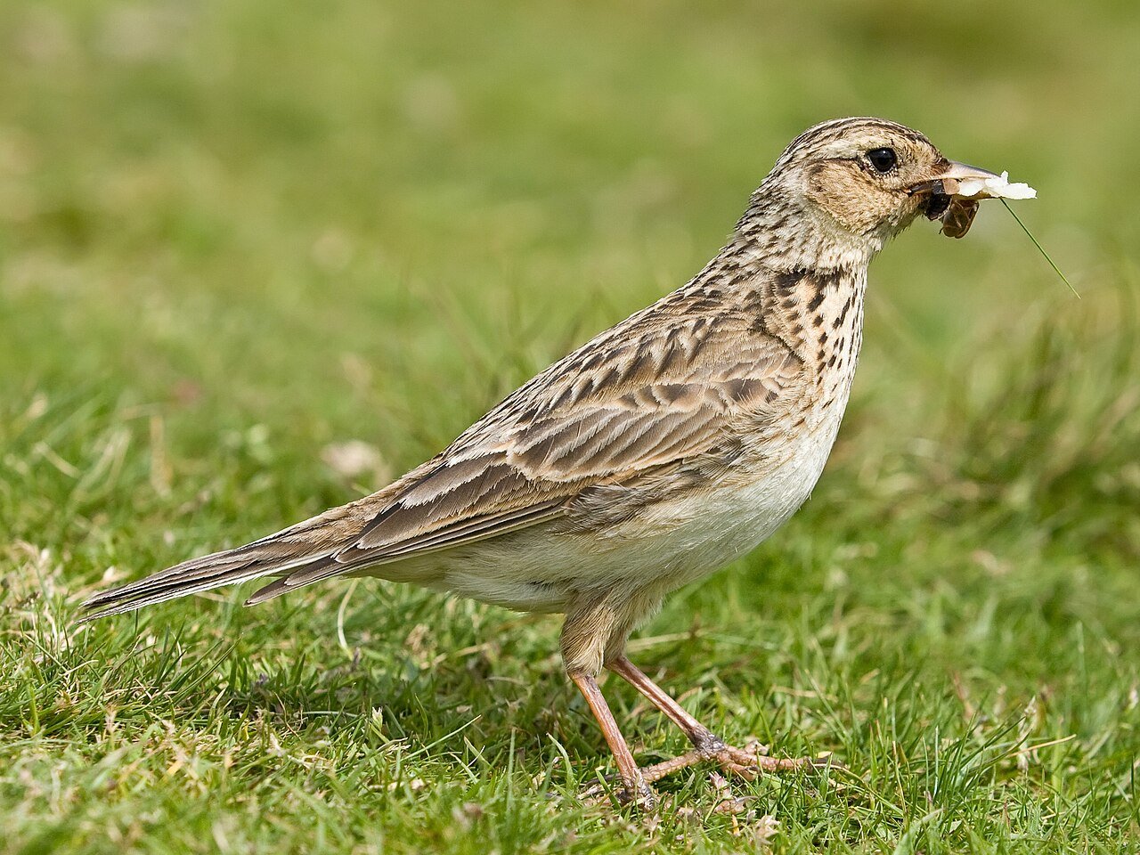 A skylark holding insects in its beak