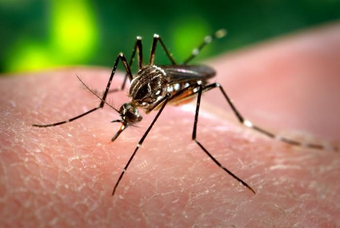 An Aedes aegypti mosquito feeding on human skin