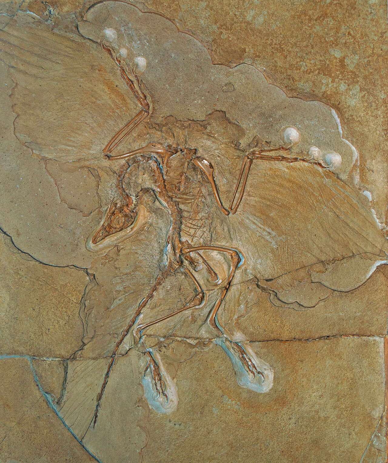 An illustration of Archaeopteryx, a related early bird
