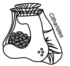 Scientific drawing of the dinoflagellate Citharistes with symbiotic cyanobacteria