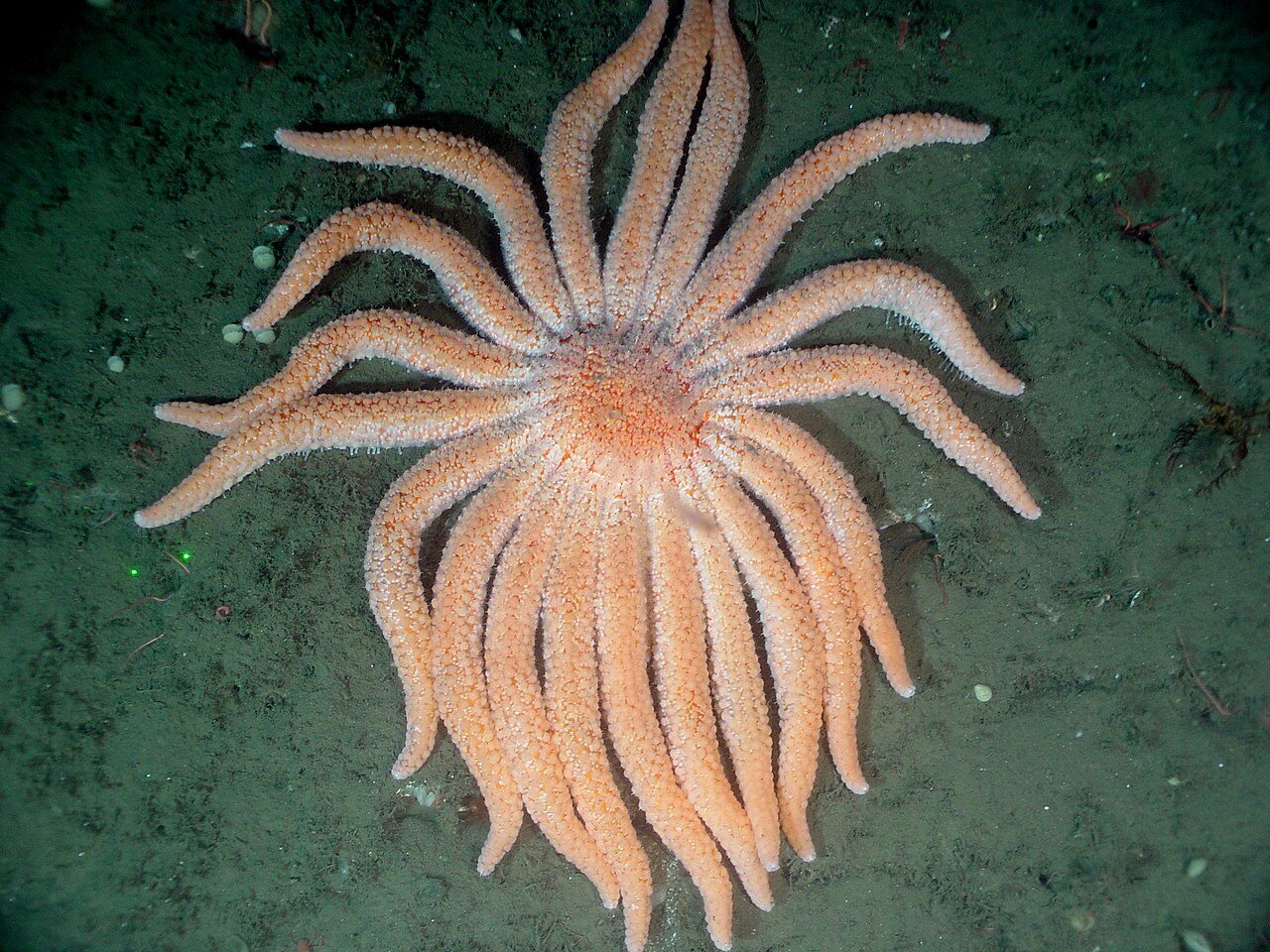 A sunflower sea star on the seafloor