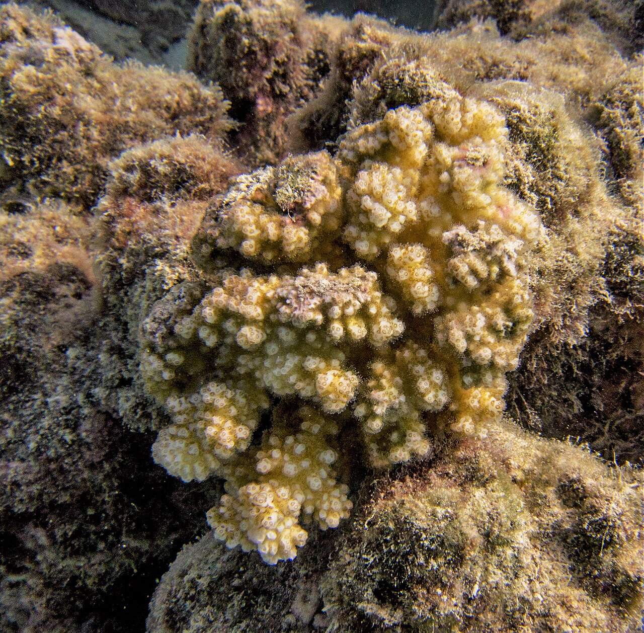 A branching, cream-colored cauliflower coral colony growing on a rocky reef