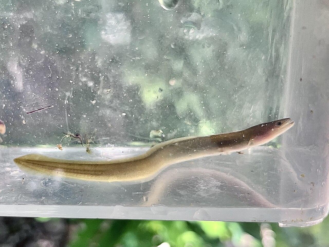 A European eel swimming in a clear plastic tank