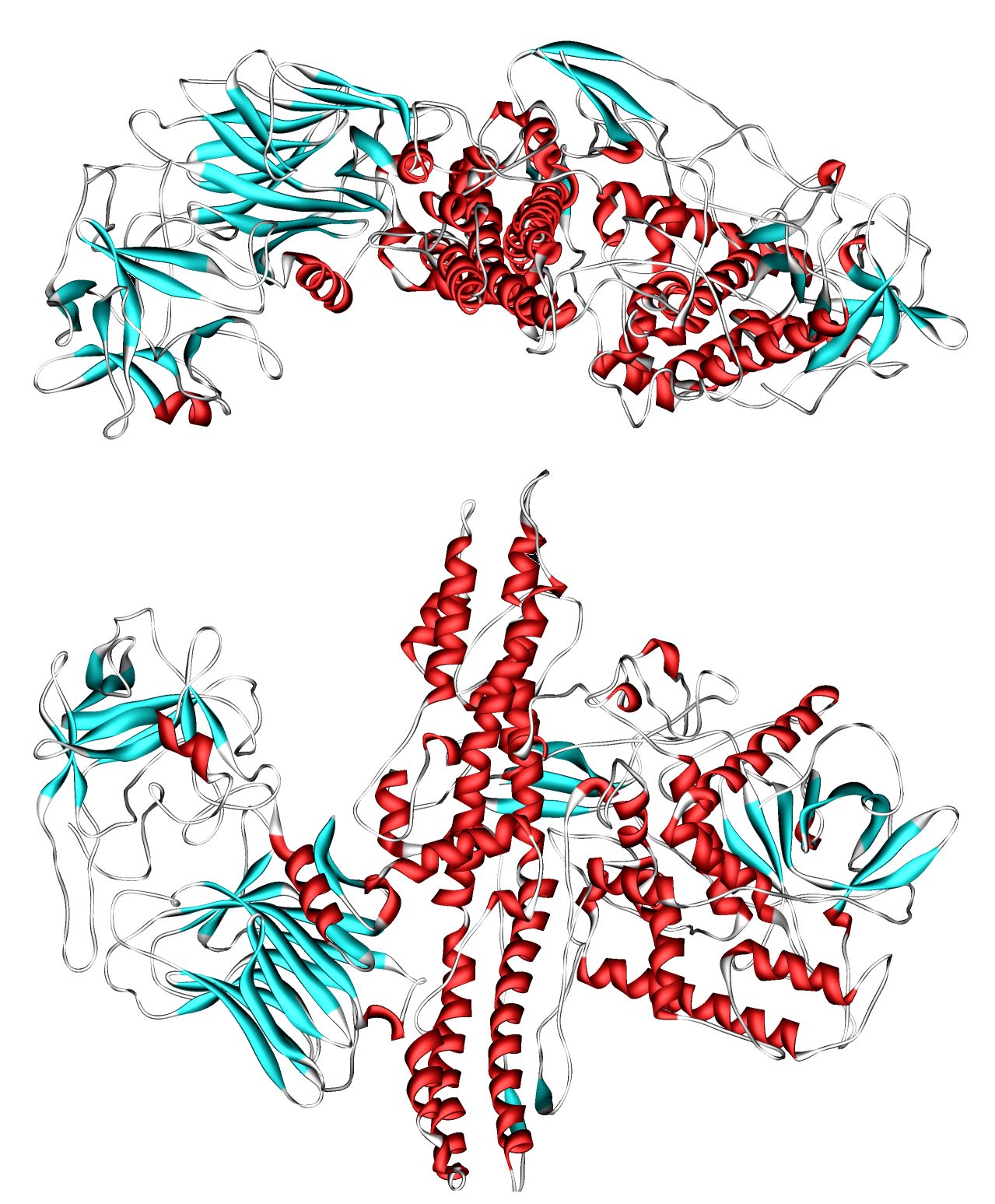 A ribbon model of the botulinum toxin protein in red, teal and white