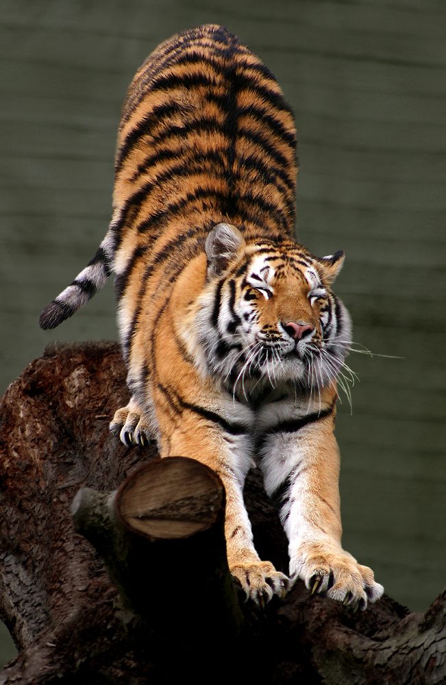 A Siberian tiger stretches down from a fallen log