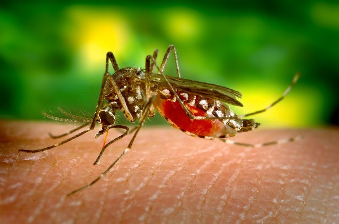 A close-up of a black-and-white striped mosquito feeding on human skin