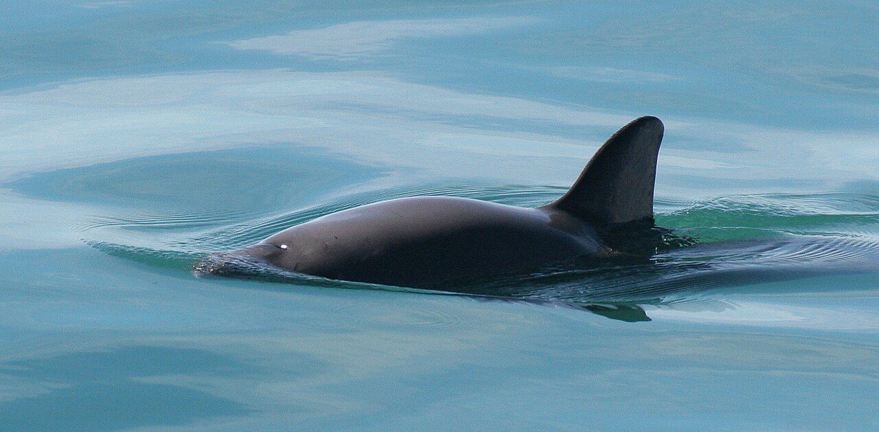 A small gray porpoise with a dark patch around its eye and a tall dark fin breaks the surface of calm blue water