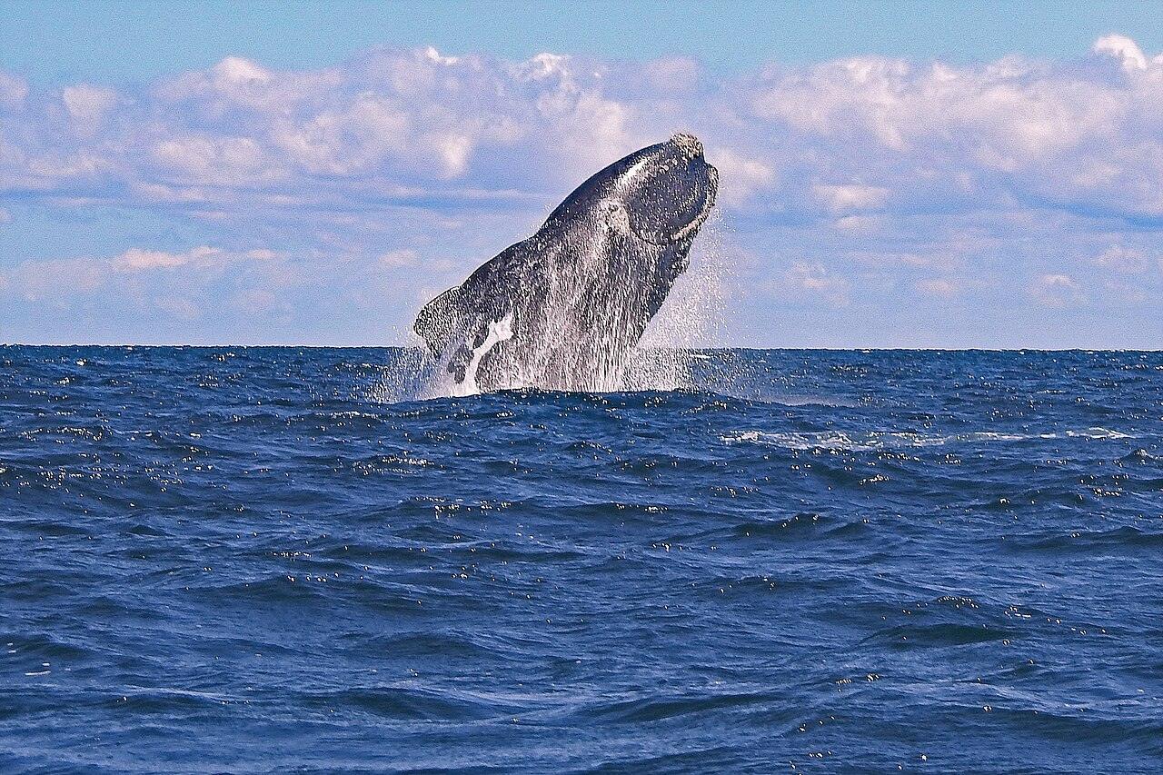 A large dark whale leaping out of blue ocean water under a cloudy sky