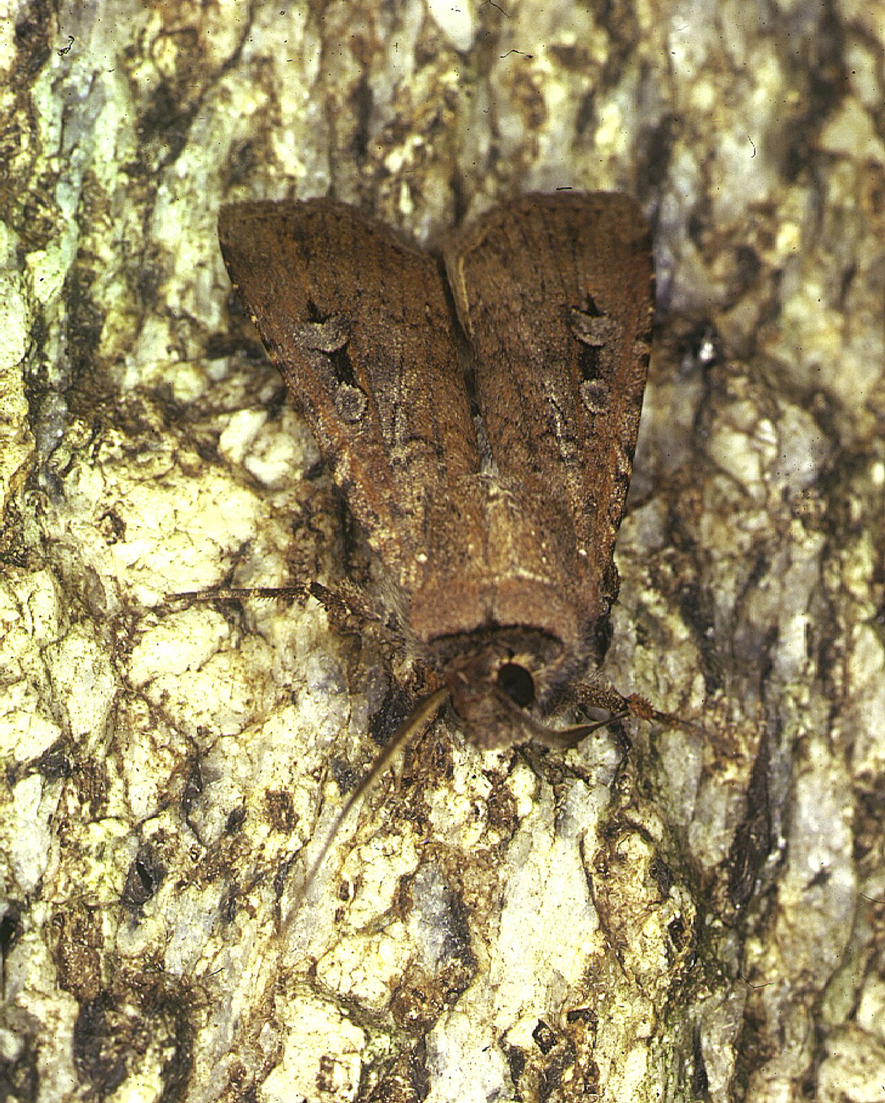 Close-up of a single brown bogong moth with its wings folded, resting on mottled tree bark