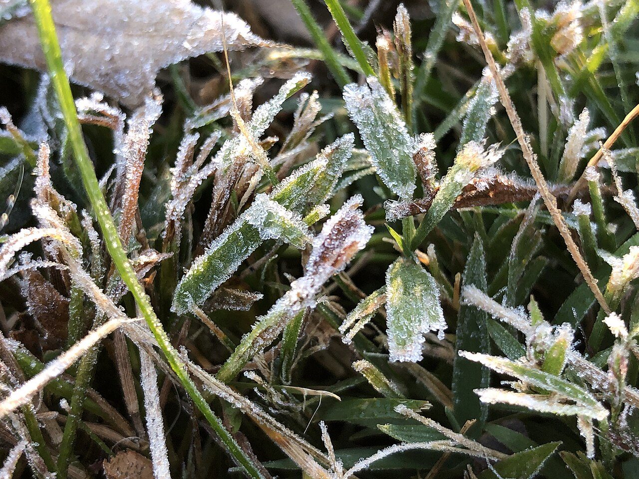 Close-up of green grass blades and small fallen leaves coated in white frost crystals