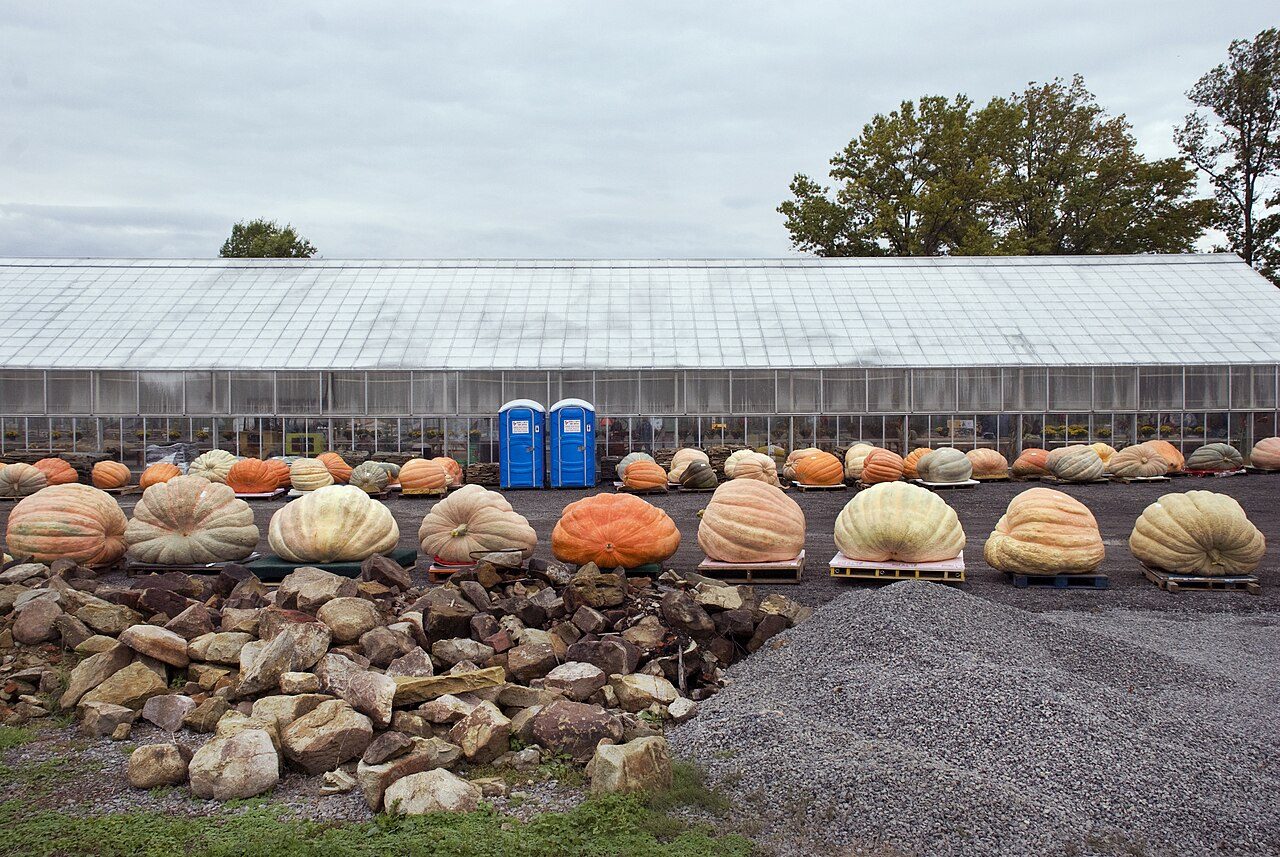 Rows of giant pumpkins in pale cream, tan and orange sit on wooden pallets in a gravel lot in front of a long greenhouse, under a gray sky