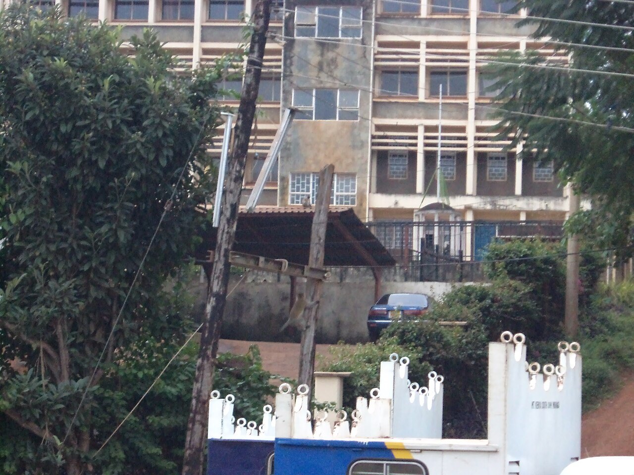 A multistory concrete building partly hidden behind trees and utility poles, with a white wall in the foreground