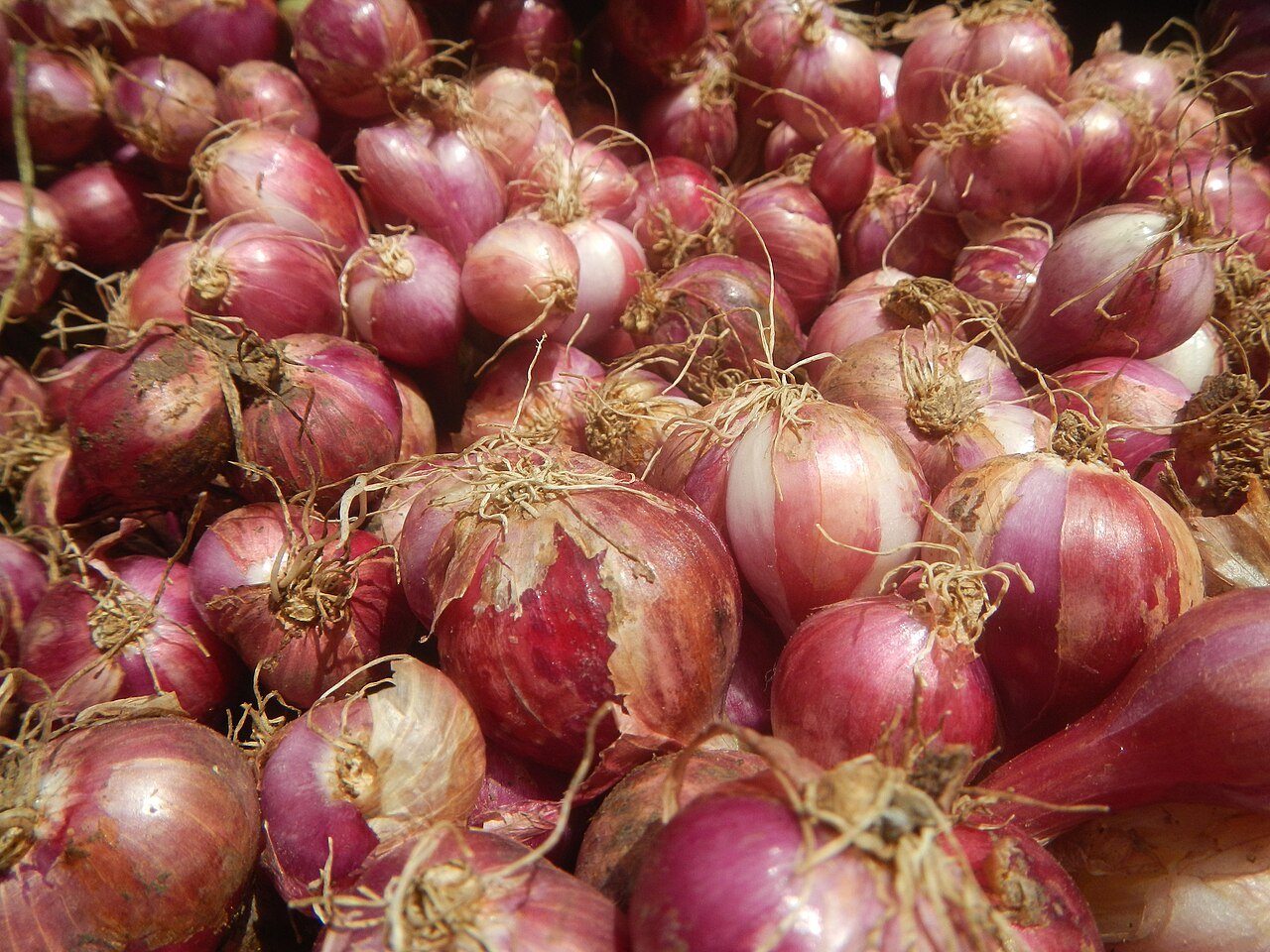 A large pile of red onions with dry papery skins for sale at a market stall