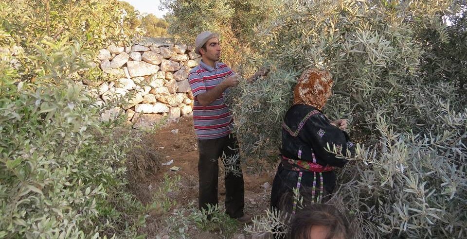 A man and a woman pick olives by hand from green olive trees next to a low stone wall