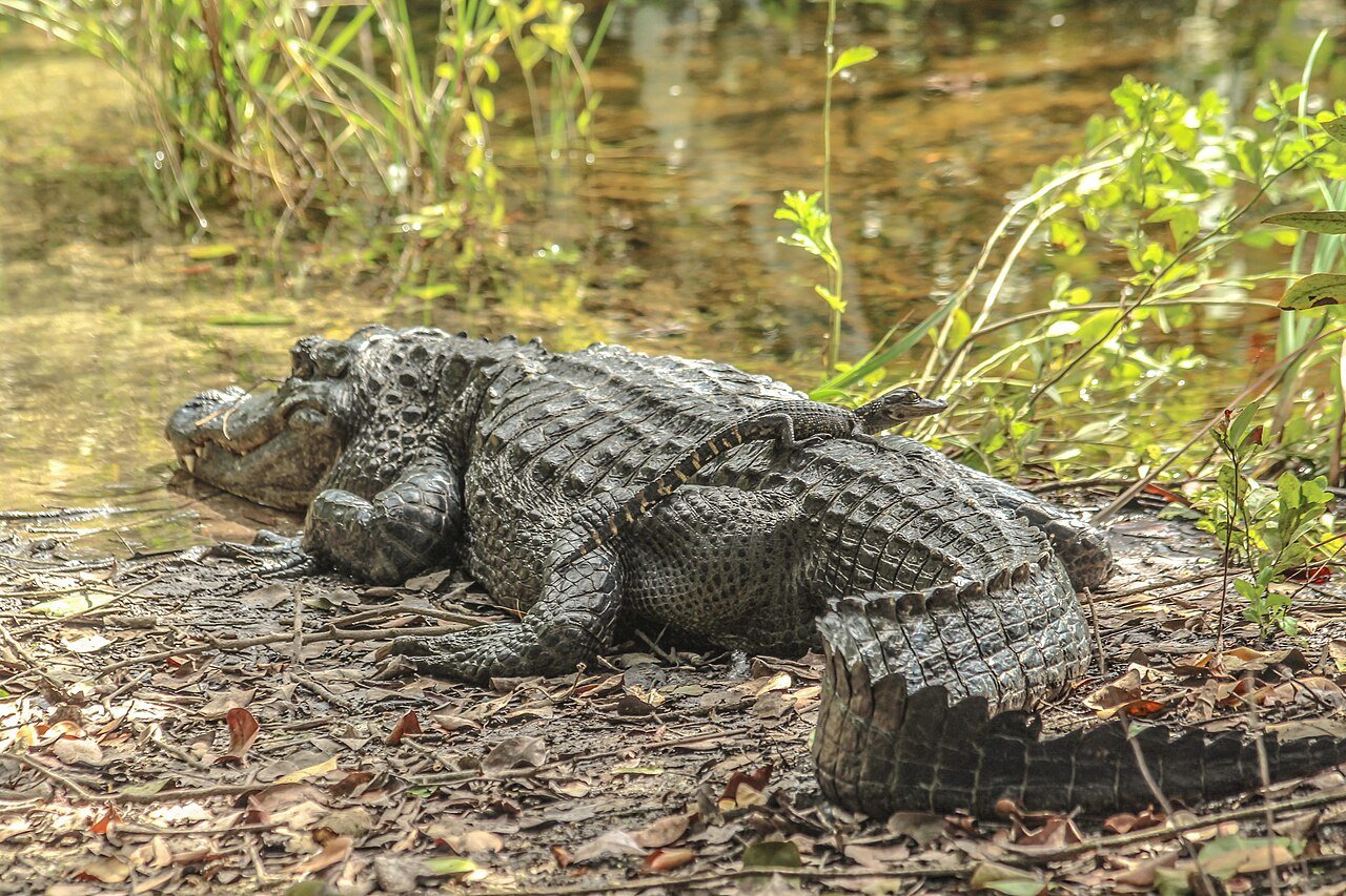 An American alligator rests on muddy ground at the edge of a swamp, with a small young alligator beside it