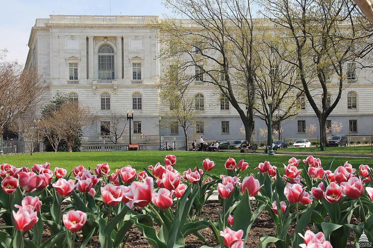 Pink and red tulips in bloom in front of the Russell Senate Office Building